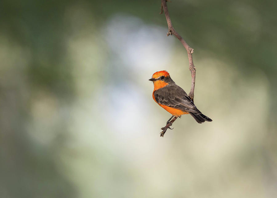 Bird Photograph - Vermillion Flycatcher  by Rosemary Woods Images