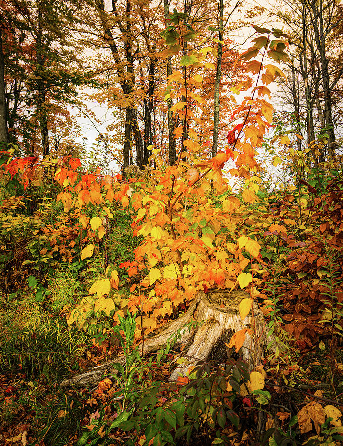 Vermont Autumn Forest Renewal Photograph by Ron Long Ltd Photography