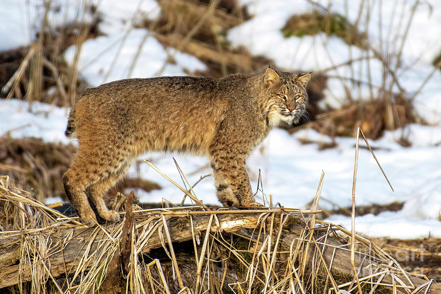 Vermont Bobcat Photograph By Best Back Roads Fine Art America