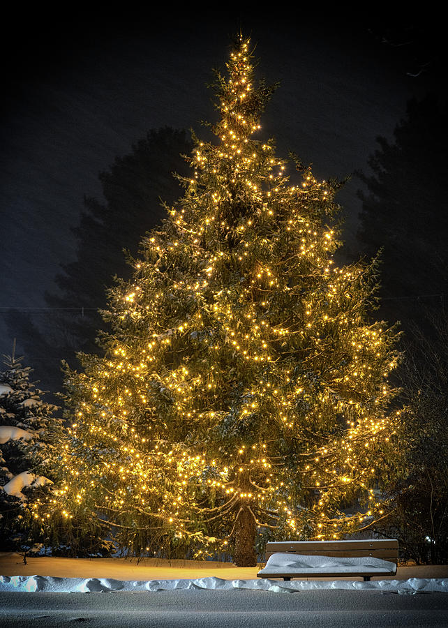 Vermont Christmas Tree Photograph by Rod Best