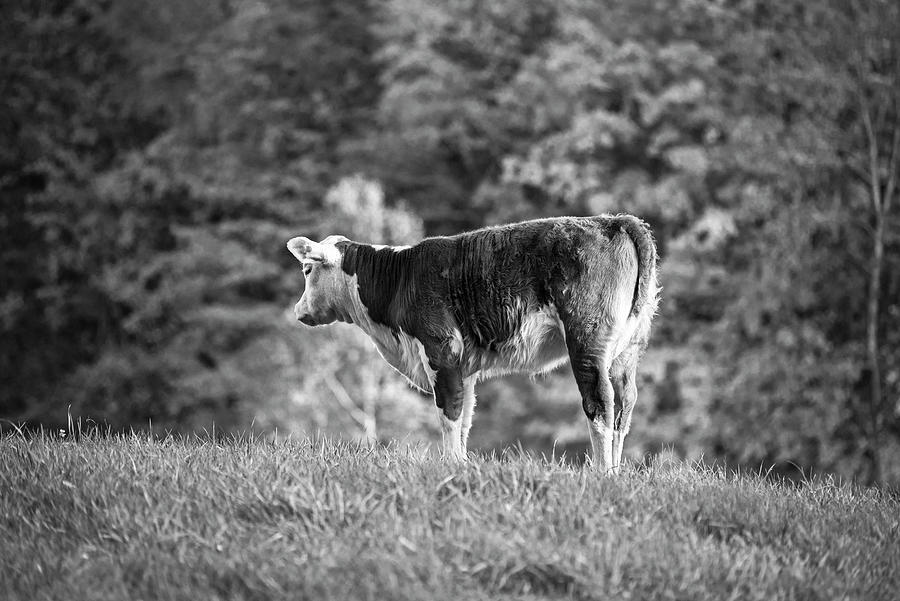 Vermont Cow Jenne Farm Autumn Reading VT Black and White Photograph by Toby McGuire