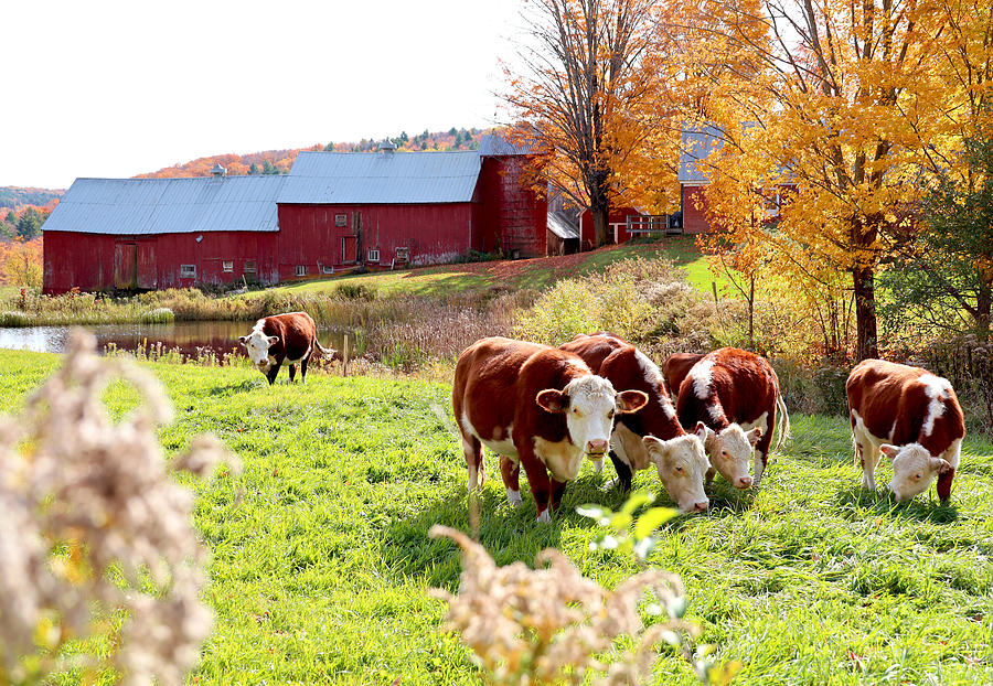 Vermont Cows Grazing Photograph by Lisa Cuipa
