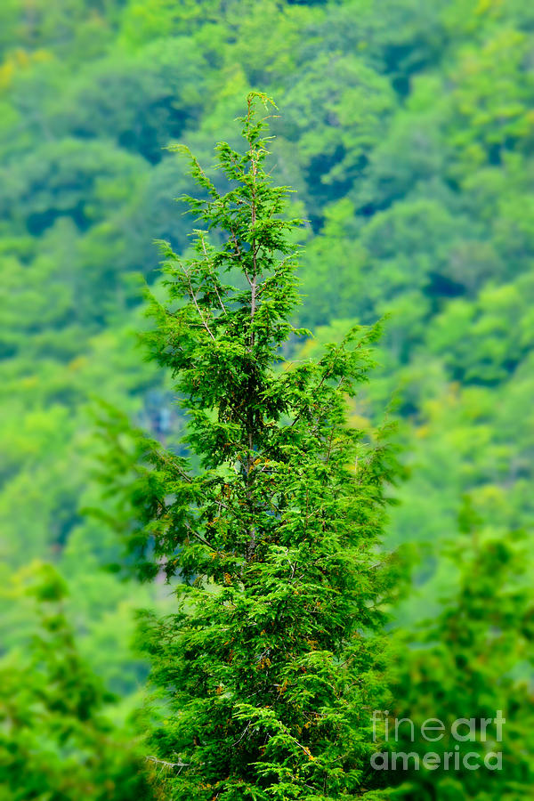 Vermont Evergreen Tree Photograph by Debra Banks