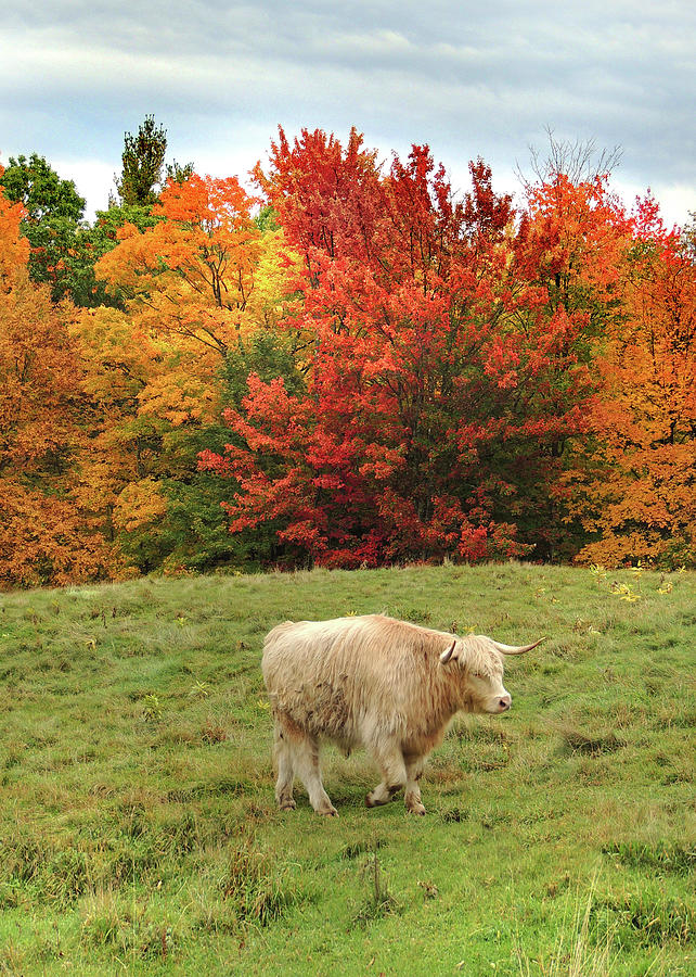 Vermont Highlander in Autumn Photograph by Nancy Griswold