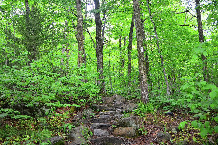 Vermont Long Trail Spring Green Photograph by Raymond Salani III
