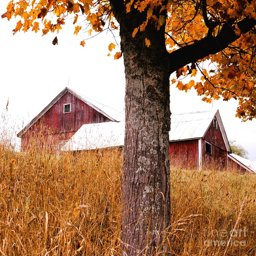 Vermont maple and barn  Photograph by Michael McCormack