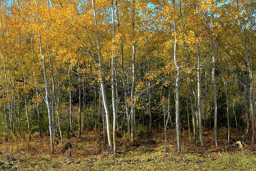 Vermont Poplars in Autumn Color Photograph by Wayne King