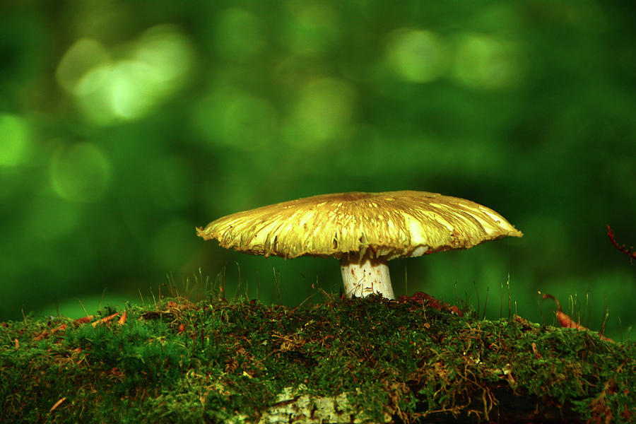 Vermont The Appalachian Trail Mushroom Photograph by Raymond Salani III