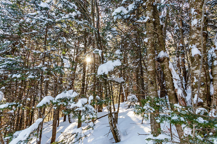 Vermont Winter Sun Through the Snowy Trees Photograph by Chad Dikun