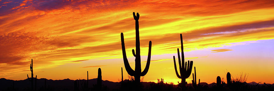 Saguaro National Park Photograph - Vernal Equinox Sunset Panoramic by Douglas Taylor