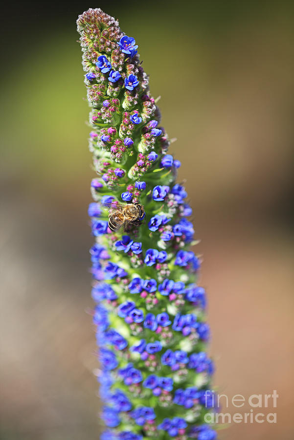 Veronica Flower Bee Blues  Photograph by Joy Watson