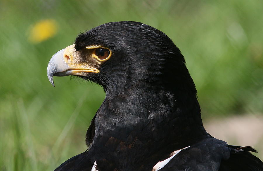 Verreaux eagle portrait Photograph by Ger Bosma