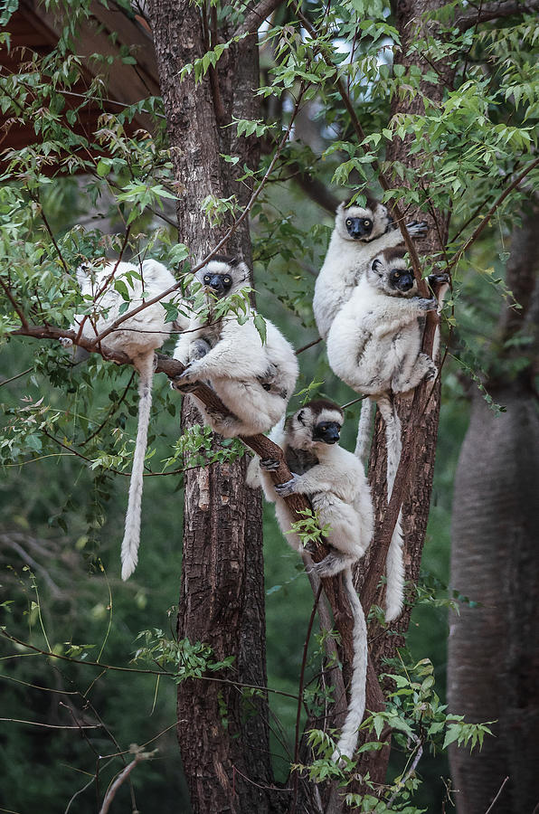 Verreauxs Sifaka Group Photograph by Linda Villers