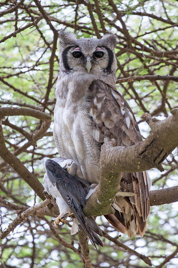 Verreauxs Eagle-Owl With Prey Photograph by Max Waugh