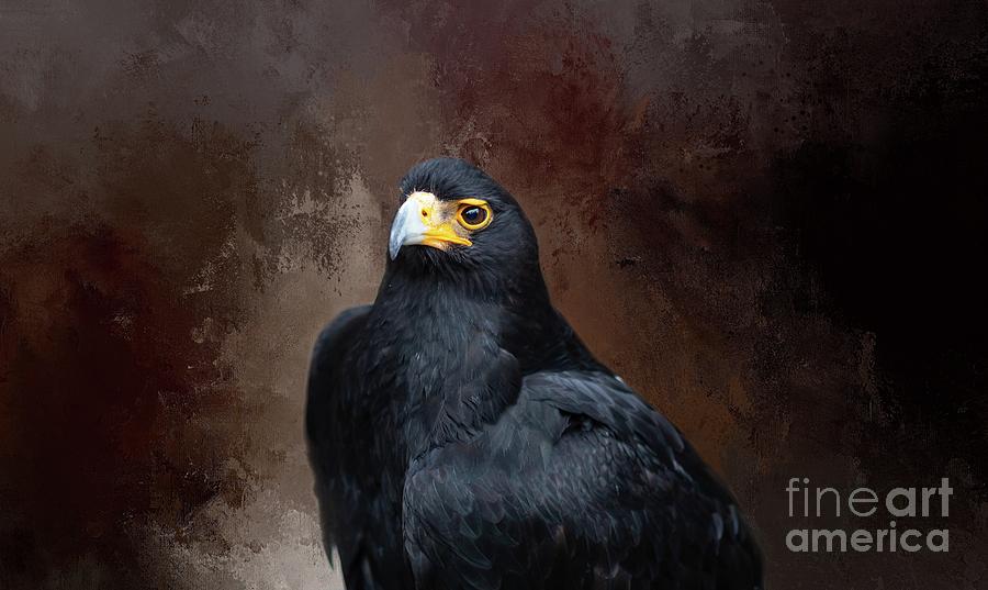 Eagle Photograph - Verreauxs Eagle Portrait by Eva Lechner
