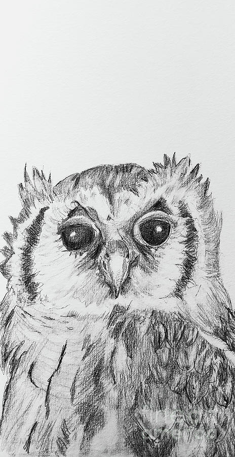 Verreuxs Eagle Owl Drawing by Mary Capriole