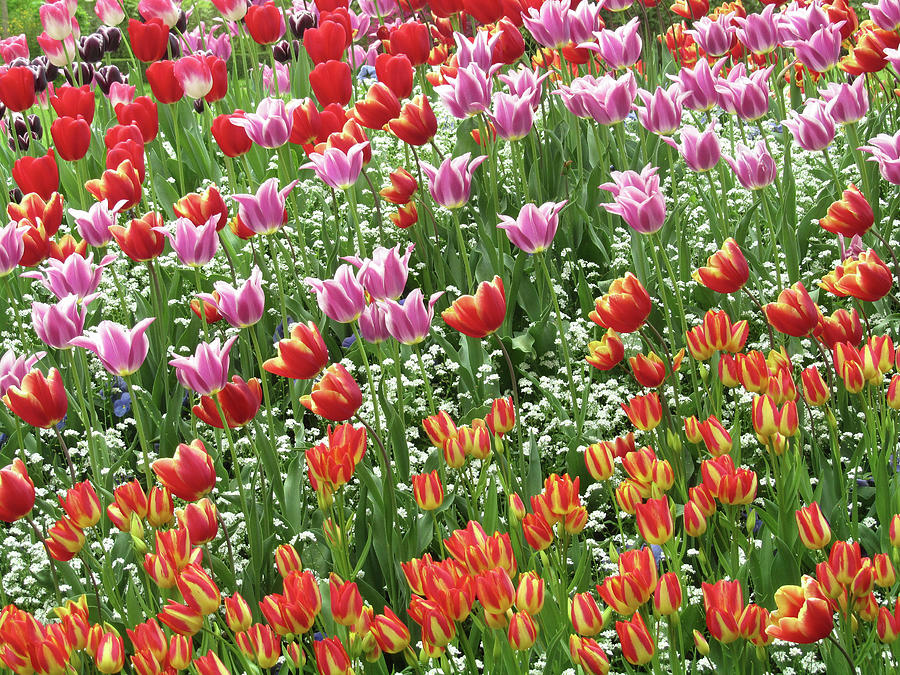 Versailles Garden Tulips, France Photograph by John Barron - Pixels