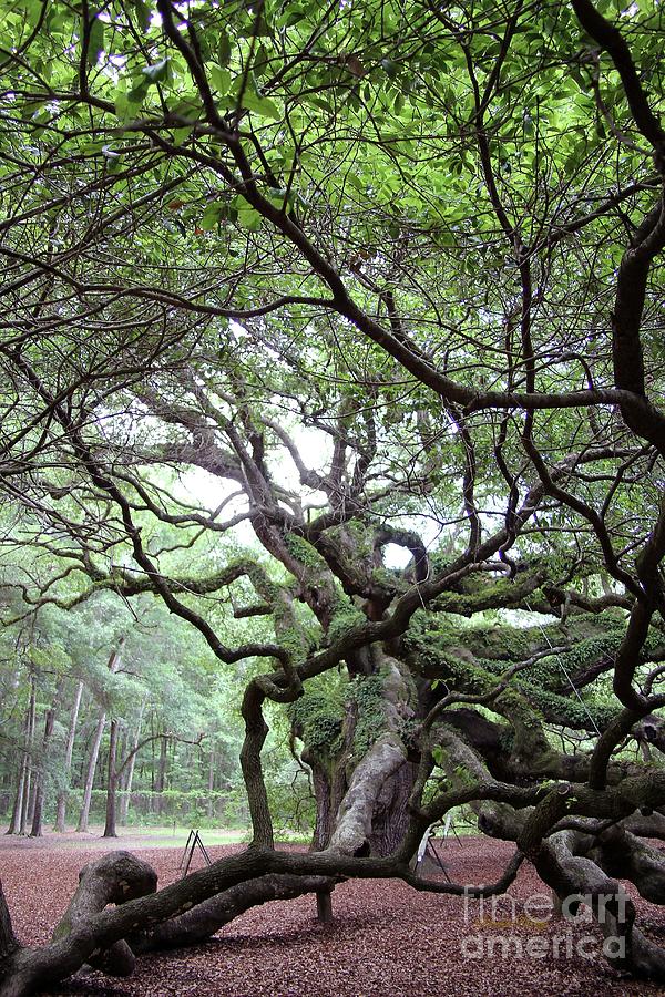 Vertical Angel Oak Photograph by Dodie Ulery