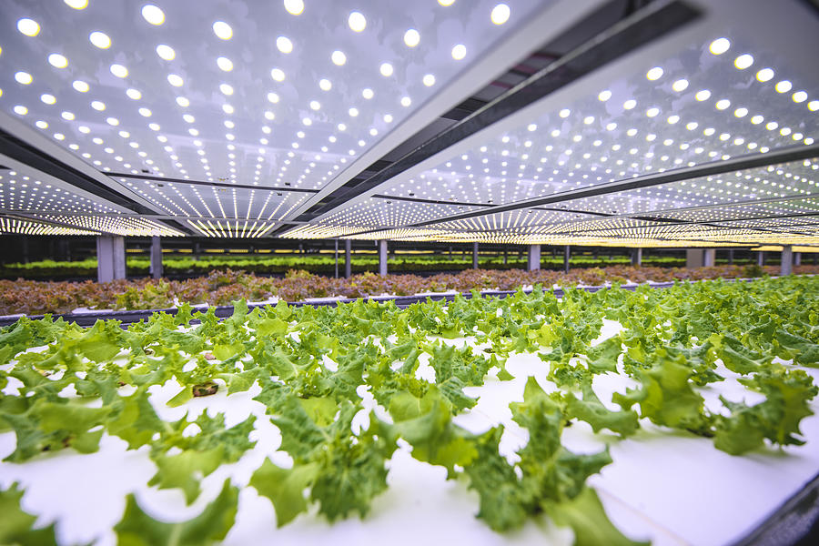 Vertical Farming Offers a Path Toward a Sustainable Future Photograph by AzmanL