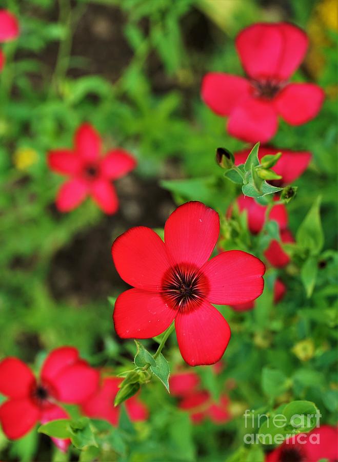 Vertical Image Of A Red Blooming Adonis Flower Photograph
