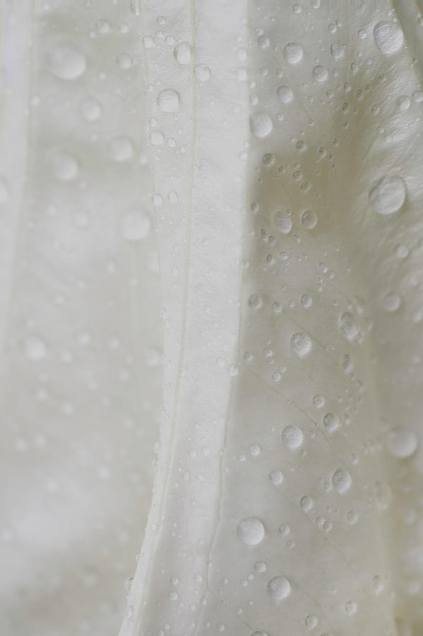 Vertical Moonflower with Waterdroplets Photograph by Iris Richardson
