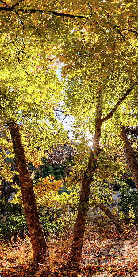 Vertical Panorama of Bigtooth Maples Fall Foliage - Lost Maples State Natural Area - Central Texas Photograph by Silvio Ligutti
