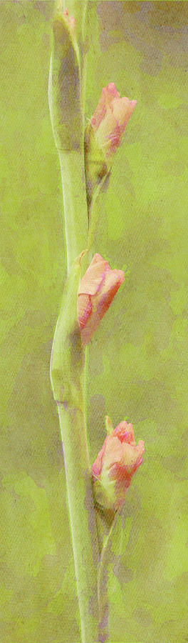Vertical Panorama Of Pink Gladiolus Buds Digital Art