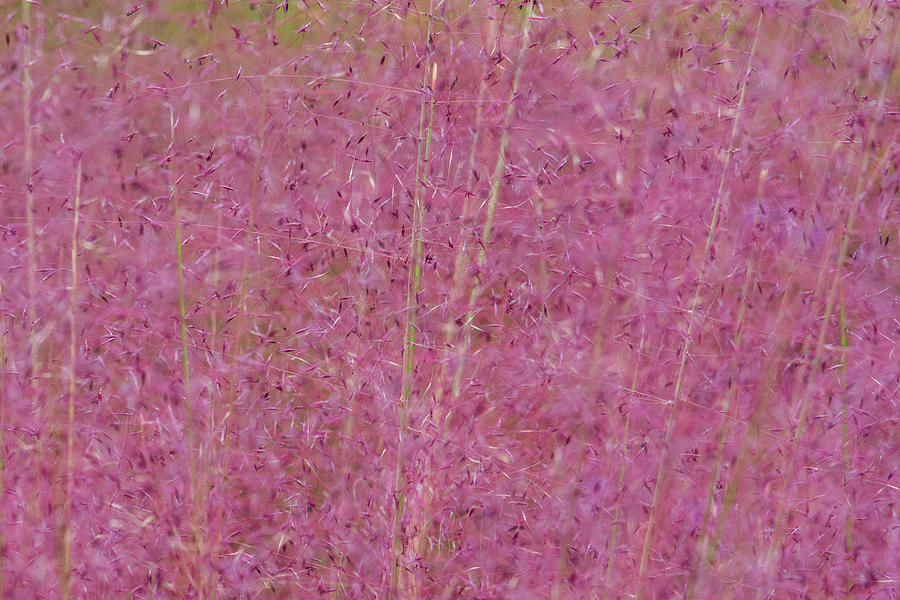 Vertical Pink Grasses Photograph by Liz Albro