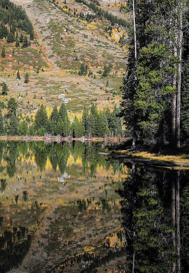 Vertical Reflections On String Lake Wyoming Photograph by Dan Sproul