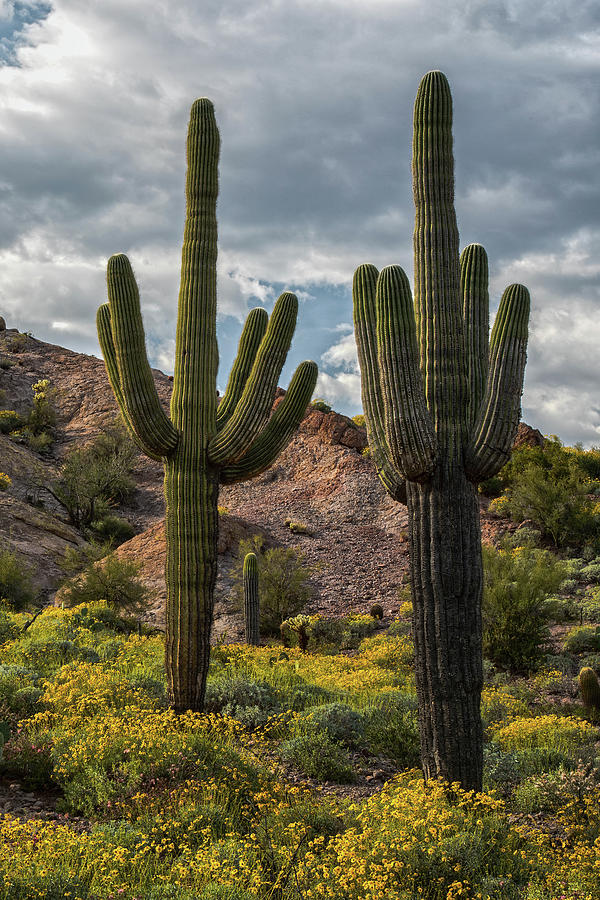 Vertical Saguaro Springtime Photograph by Dave Dilli