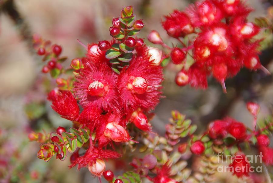 Australian Native Plant Photograph - Verticordia etheliana by Lesley Evered