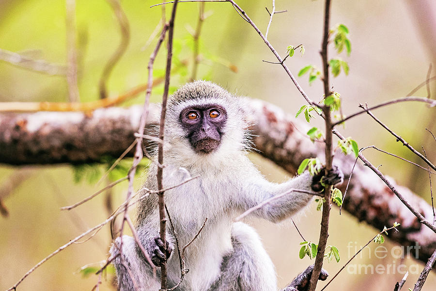 Vervent Monkey Sabi Sabi Photograph by Scott Pellegrin | Fine Art America