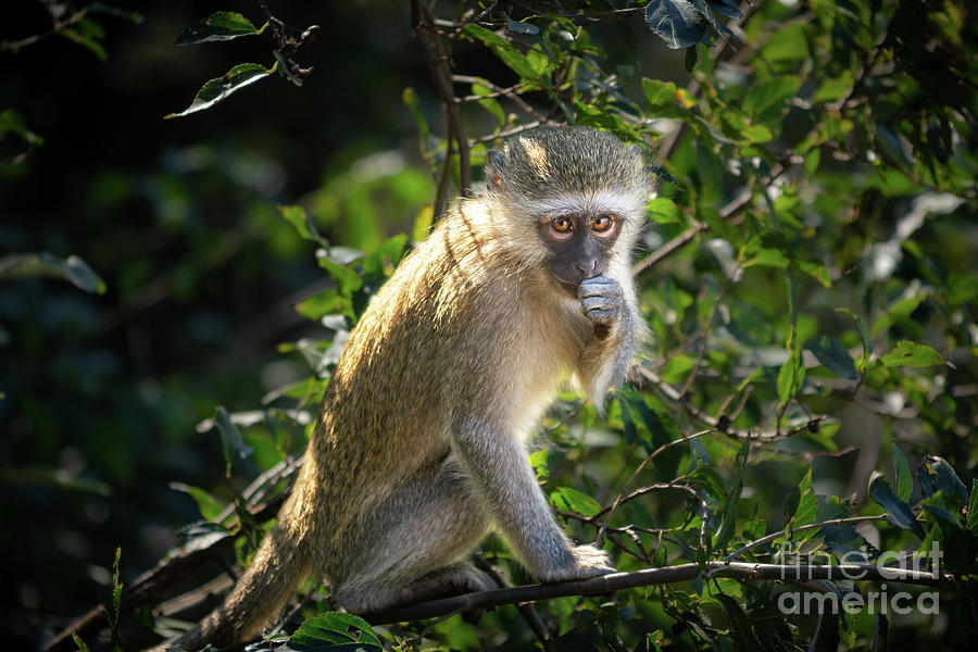 Monkey Photograph - Vervet Kid by Jamie Pham