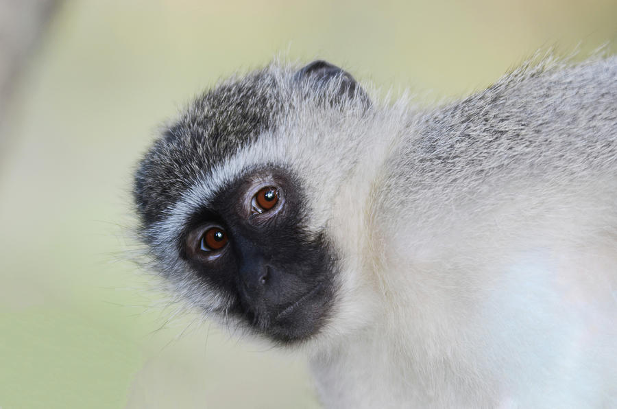 Vervet Monkey Photograph - Vervet Monkey close up- Kruger National Park South Africa  by Lisa Trocchi