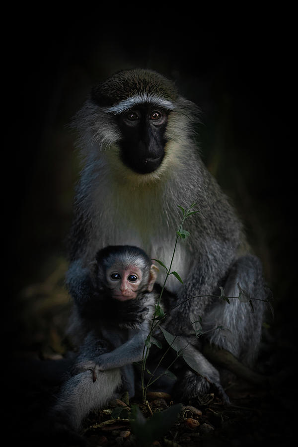 Vervet monkey, female holding infant Photograph by Gunter Nuyts - Fine ...