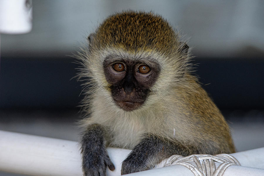 Vervet Monkey  Photograph by Gareth Parkes