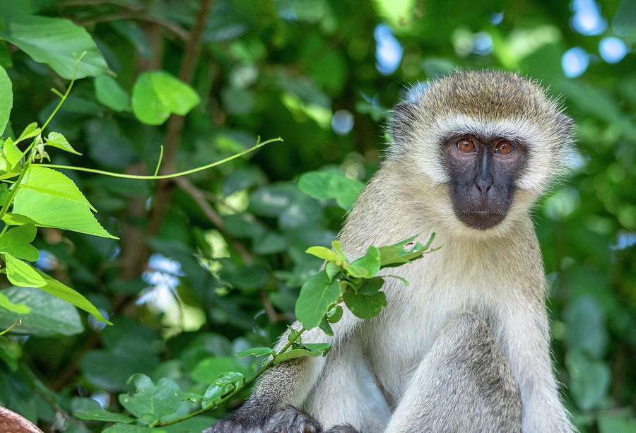 Vervet Monkey In A Tree Photograph