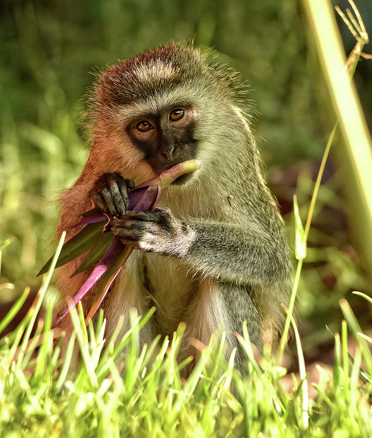 Vervet Monkey in Kenya Photograph by Mitchell R Grosky