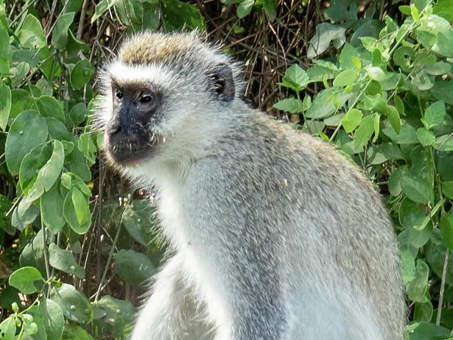 Vervet Monkey Photograph by Leslie Struxness