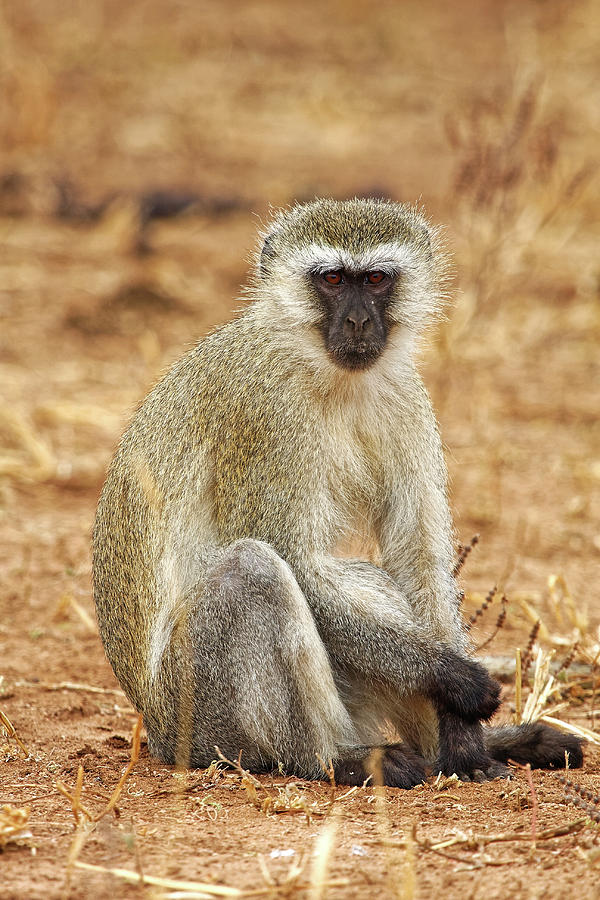 Vervet Monkey Portrait Photograph by Sally Weigand