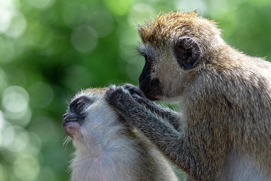 Vervet Monkeys grooming  Photograph by Gareth Parkes