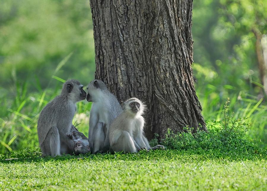 Vervet Monkeys of andBeyond Kirkman Kamp Photograph by Rebecca Herranen
