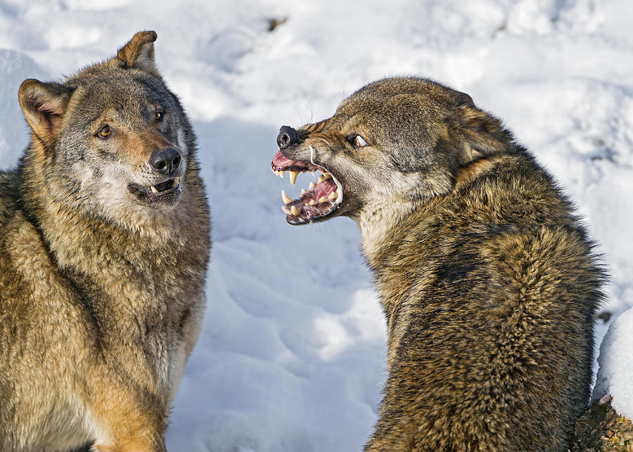 Very angry wolf! Photograph by Picture by Tambako the Jaguar