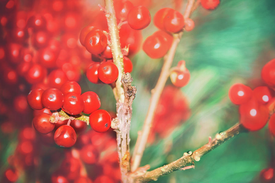 Very Berry Red Photograph
