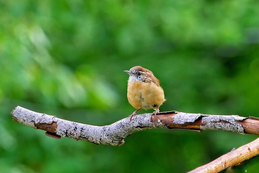 Very Cold Carolina Wren Photograph by Douglas Barnett - Fine Art America