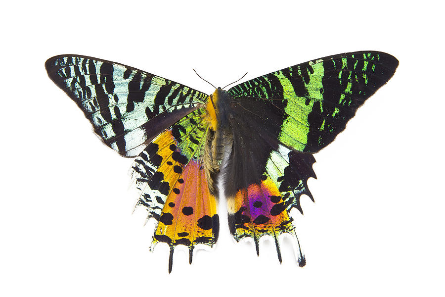 Very colorful moth Urania riphaeus Photograph by Darrell Gulin