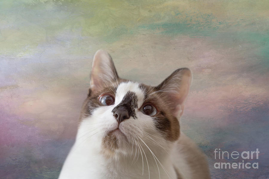 Cat Mixed Media - Very Curious Snowshoe Cat Two by Elisabeth Lucas