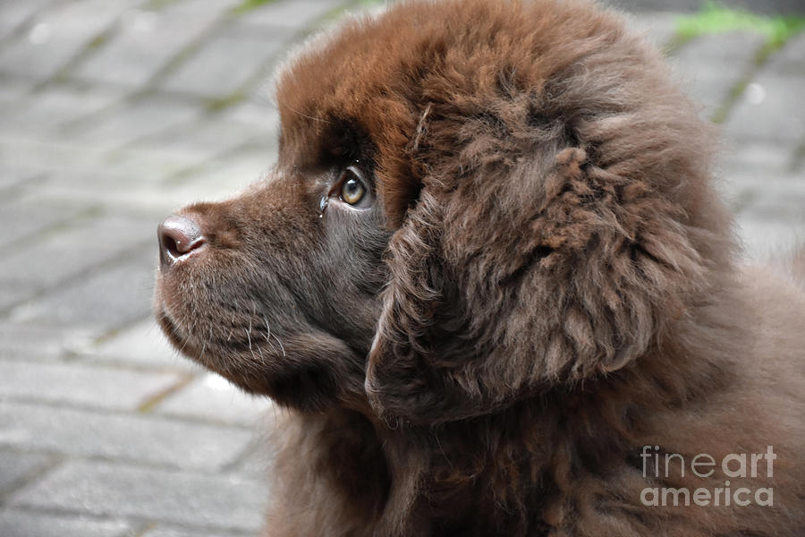 Chocolate newfoundland outlet puppy