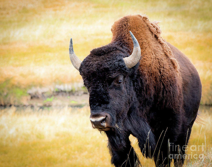 Very Large Bison Photograph by John Kain
