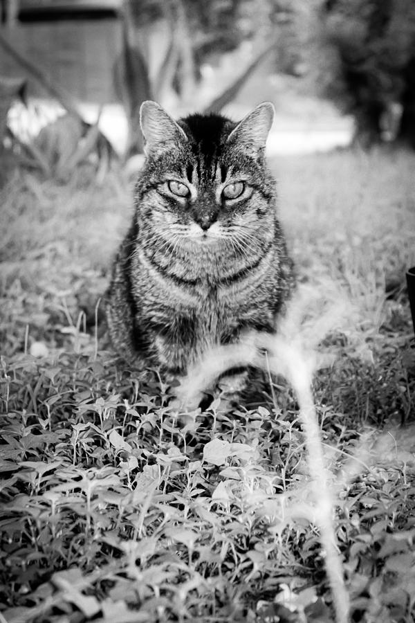 Very Old Cat Photograph by W Craig Photography